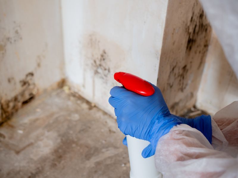 White Mold Mitigation in West Palm Beach, FL