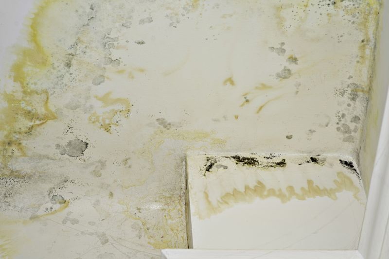 Attic Mold Remediation in Bergen County, NJ