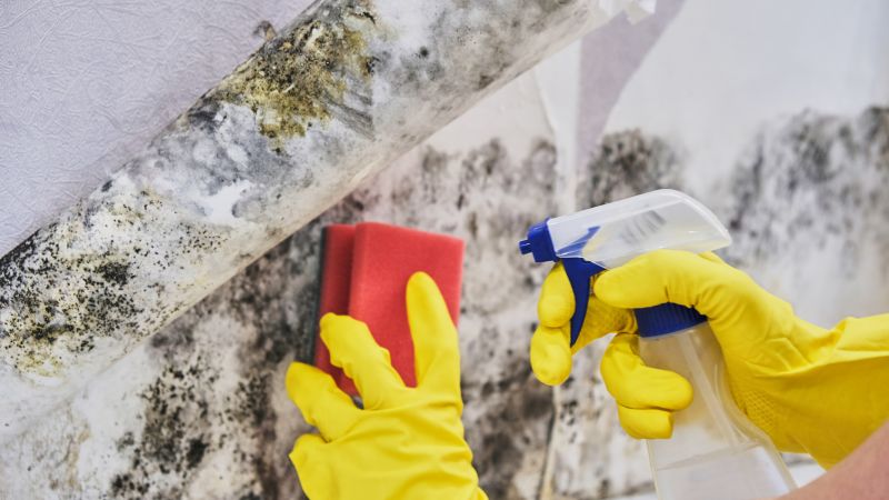 Attic Mold Removal in Boca Raton, FL