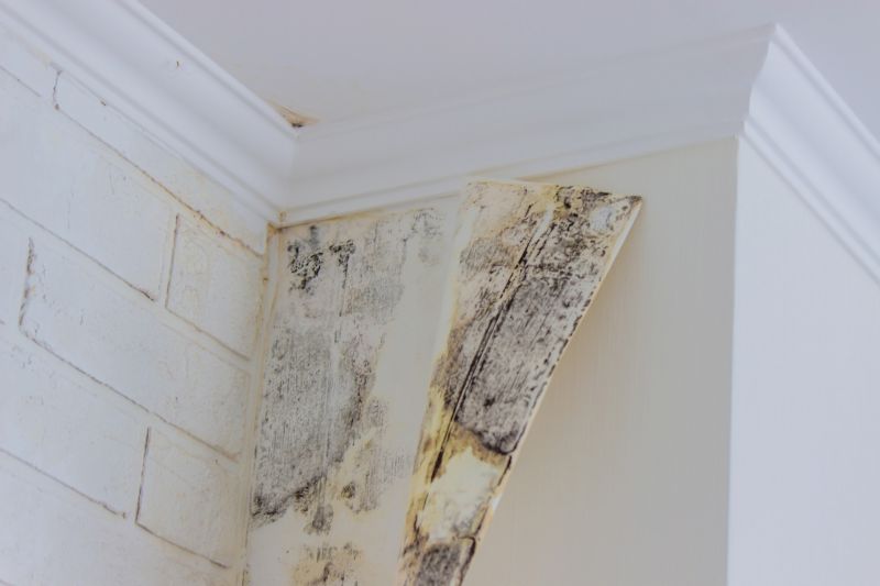 Attic Mold Removal in Fort Worth, TX