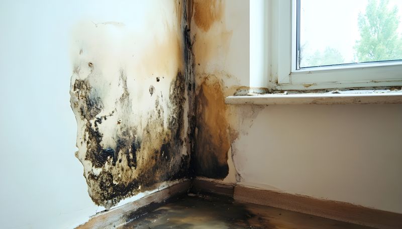 Crawl Space Mold Removal in Jupiter, FL