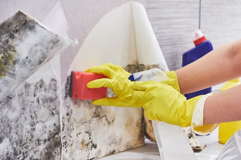 Mold Abatement Service in Frisco, TX