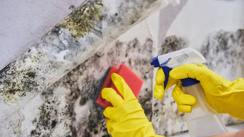 Mold Cleanup Service in Essex County, NJ